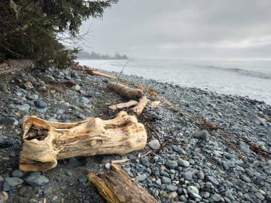 Vancouver Adası 'ndaki Ürdün Nehri' nde kayalık bir plajın kıyısında sürükleniyordu.