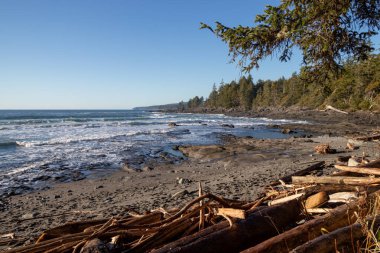 Pasifik 'in kuzeybatısındaki Vancouver Adası' ndaki kumsalda sürüklenen odunlar.