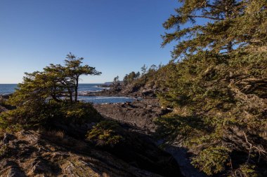 Sombrio Sahili 'ndeki Vancouver Adası' nın engebeli sahillerinde ağaçlar ve kayalar.