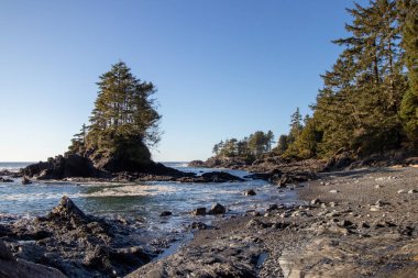 Sombrio Sahili 'ndeki Vancouver Adası kıyısında ağaçlar