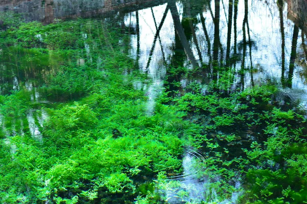 Reflexionen Von Pflanzen Und Bäumen Wasser Eines Teiches Natürliches Aquarell — Stockfoto