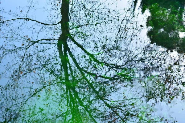 Роздуми Про Рослини Дерева Воді Ставка Природний Акварель — стокове фото