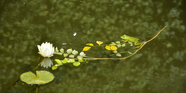 Flowering water lily in a water pond