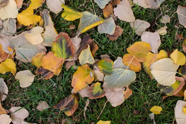 Folhas Caídas Grama Outono — Fotografia de Stock