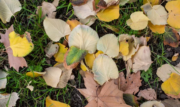Folhas Caídas Grama Outono — Fotografia de Stock