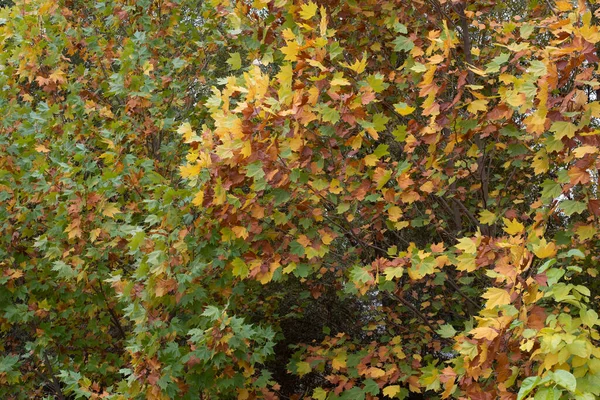 Verschillende Gekleurde Bladeren Van Een Grote Boom Herfst — Stockfoto