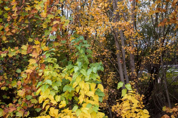 Folhas Coloridas Diferentes Uma Árvore Grande Outono — Fotografia de Stock