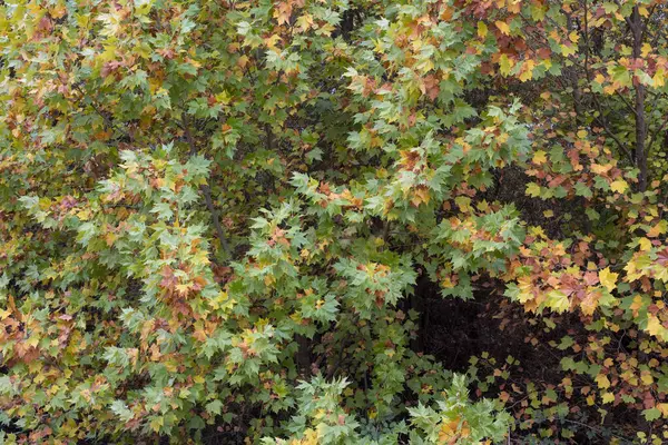 Folhas Coloridas Diferentes Uma Árvore Grande Outono — Fotografia de Stock