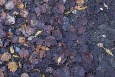 Sonbaharda yere düşen çeşitli yaprakların ayrıntıları