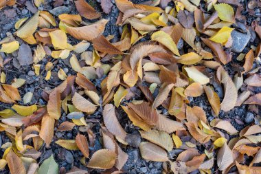 Sonbaharda yere düşen çeşitli yaprakların ayrıntıları