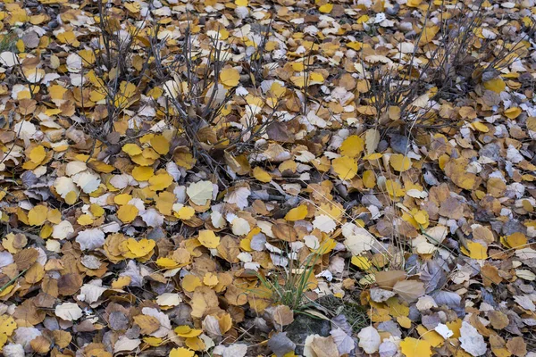 Detalhe Várias Folhas Caídas Chão Outono — Fotografia de Stock