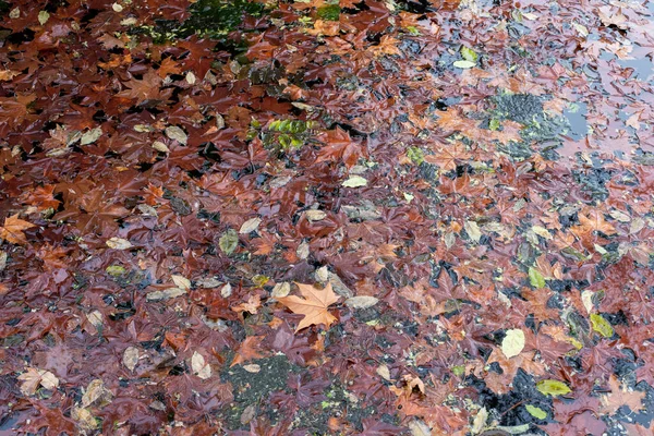 Folhas Caídas Flutuando Uma Lagoa Outono — Fotografia de Stock