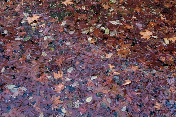 가을에 연못에 — 스톡 사진