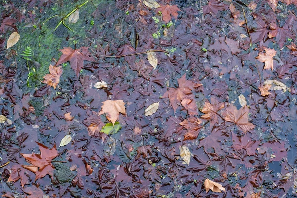 Folhas Caídas Flutuando Uma Lagoa Outono — Fotografia de Stock