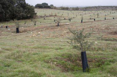 Field planted with new olive trees in autumn