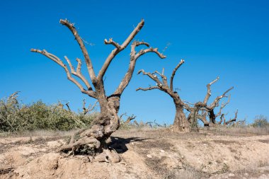 Severe pruning of centenary olive trees in a field in Andalusia in winter