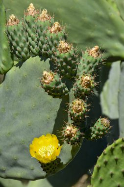 Flowers and prickly pears on a prickly pear tree, Opuntia ficus indica
