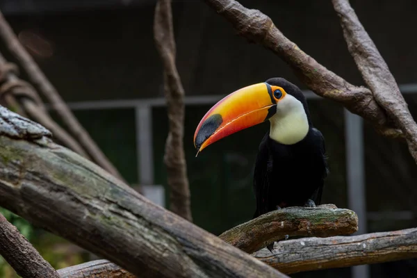 Tropikalny Tukan Ramphastidae Zoo — Zdjęcie stockowe