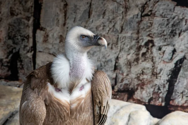 Bir Griffon Akbabası 'nın ayrıntıları, tutsak çingeneler.