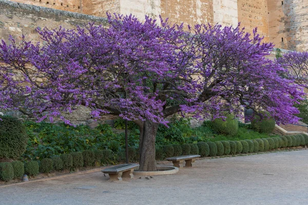 Granada, İspanya 'daki Alhambra' da çiçek açan aşk ağacı, cercis silikastrum.