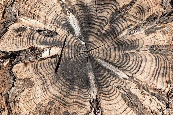Detail Des Abschnitts Eines Baumstammes — Stockfoto
