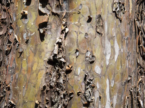 Detalhe Casca Tronco Árvore Textura — Fotografia de Stock