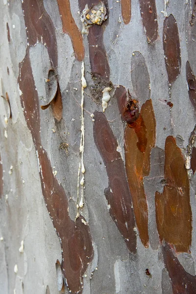 Detalj Barken Trädstam Textur — Stockfoto