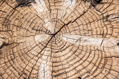 Eski bir ağaç gövdesinin kesiği.