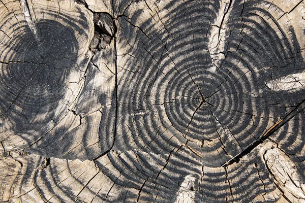 Деталь Зрізу Старого Стовбура Дерева — стокове фото
