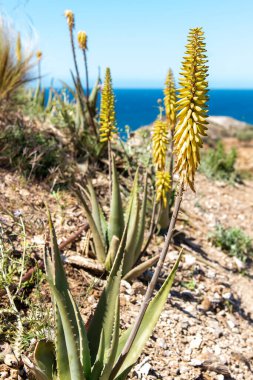 Baharda deniz kenarında çiçek açan aloe vera bitkisi