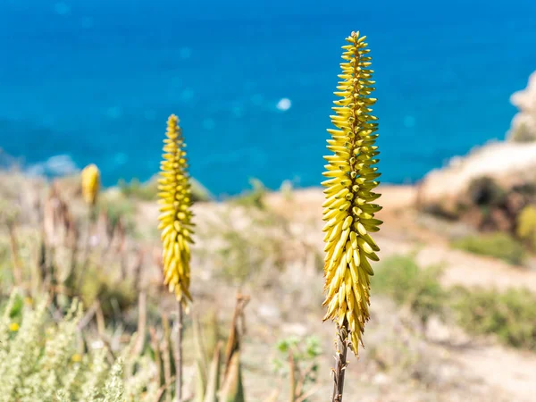 Blommande Aloe Vera Växt Våren Nära Havet — Stockfoto