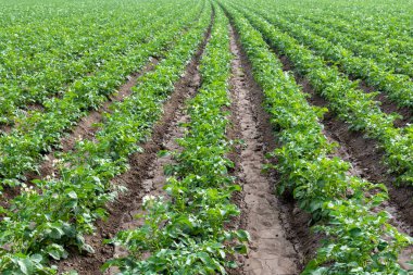 Baharda çiçek açan patates çiftliği