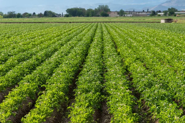 Bloeiende Aardappelplantage Het Voorjaar — Stockfoto