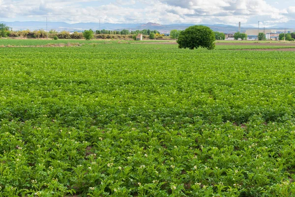 Bloeiende Aardappelplantage Het Voorjaar — Stockfoto