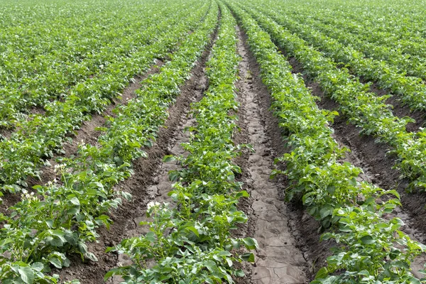 stock image Flowering potato plantation in spring