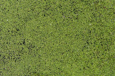 Yeşil ördek otu, lemna, gölette yüzen, doku