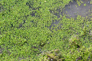 Yeşil ördek otu, lemna, gölette yüzen, doku