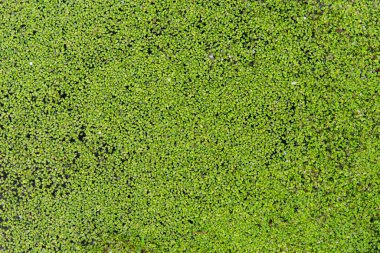 Yeşil ördek otu, lemna, gölette yüzen, doku