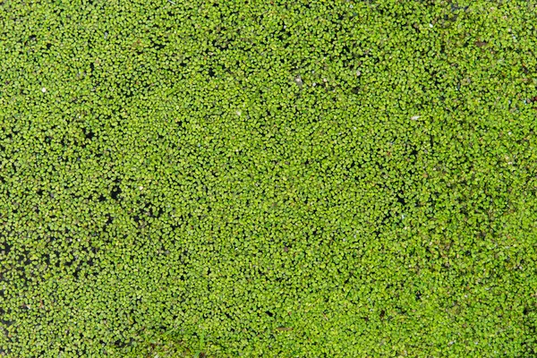 Зеленая Утка Лимна Плавающая Пруду Текстура — стоковое фото