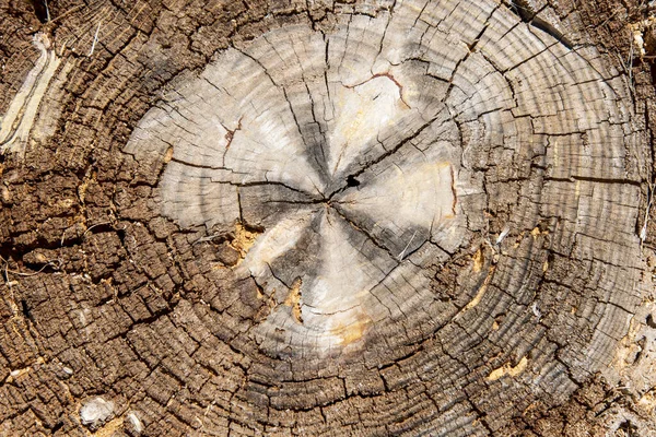 Вид Срезанного Ствола Старого Дерева Текстура — стоковое фото