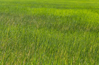 Baharda yeşillik ekilmiş tarla