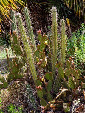 Dikenli armudun yaprakları ve çiçekleri, Opuntia ficus-indica