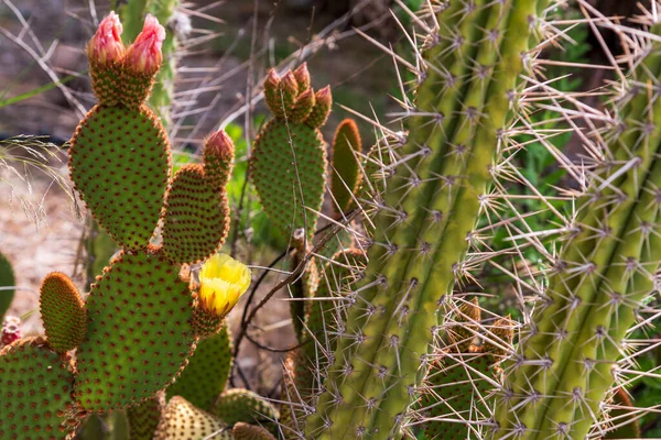 stock image Detail of the leaves and flowers of a prickly pear, Opuntia ficus-indica