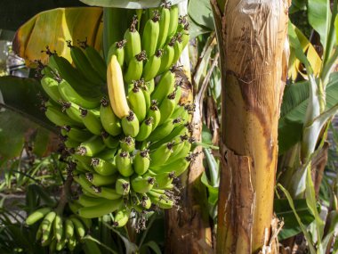 Ağaçtaki yeşil muz dalının ayrıntıları