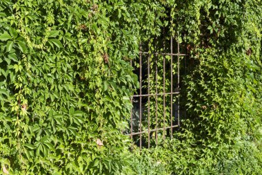 Pencerenin ızgarası. Yarı bitki örtüsü, sarmaşık yaprakları.