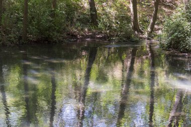 Ağaç gövdeleri ve bitki örtüsü bir nehrin suyuna yansıyor.