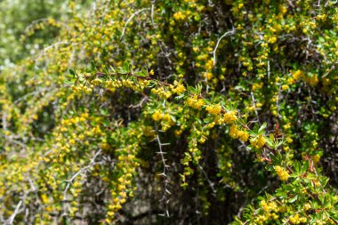 Berberis vulgaris bitki, böğürtlen, baharda çiçekli