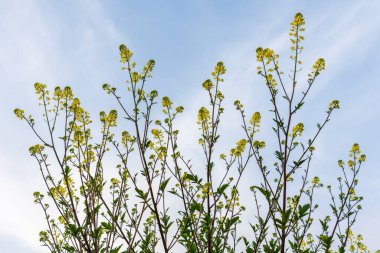 Baharda sarı karahindiba bitkileri, arka planda mavi gökyüzü olan simgesel memurlar.