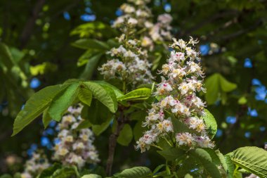 At kestanesi çiçekleri, estetik hipokastanyum, baharda ağaçta.