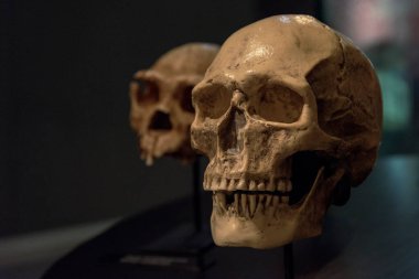 Bir müzede sergilenen Homo sapiens kafatası, insanın evrimi.